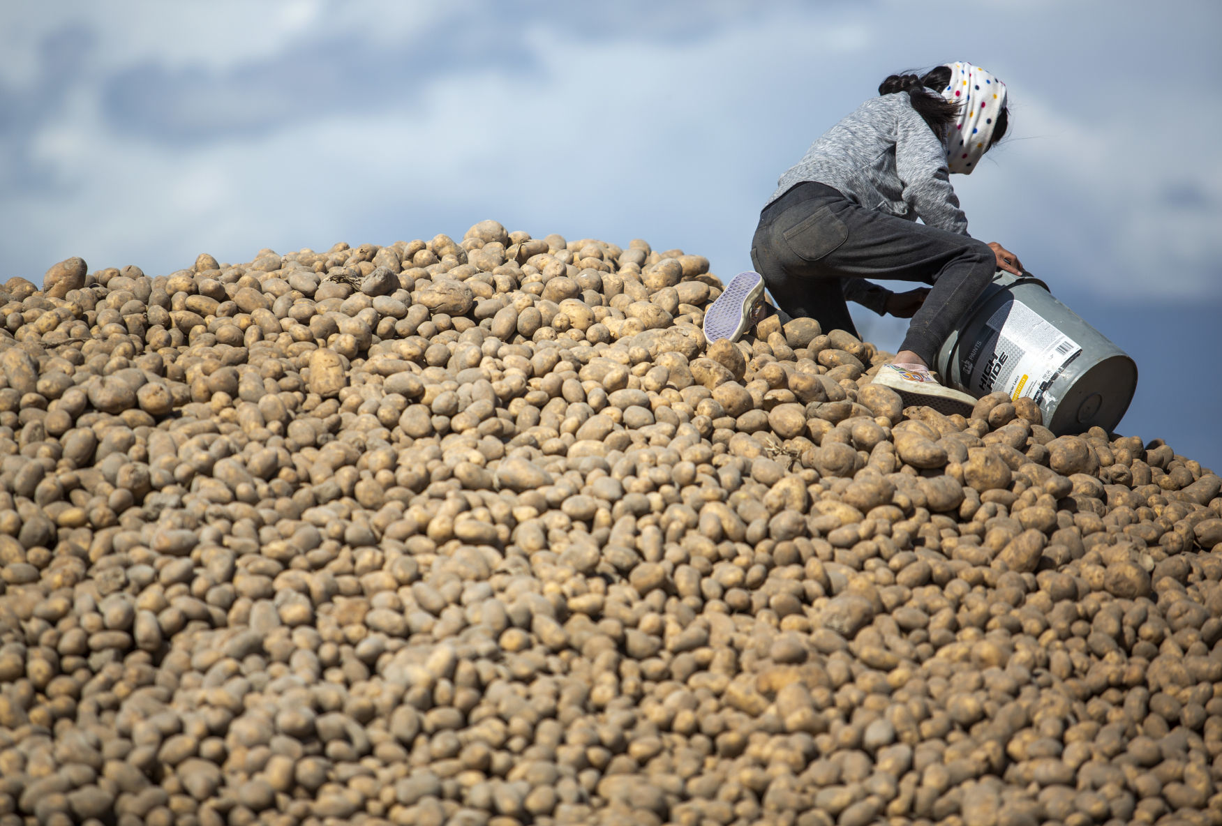 Potato farmers unable to sell all of their inventory